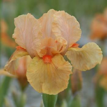 Ирис Iris Germanica ‘Orange Petals’ 